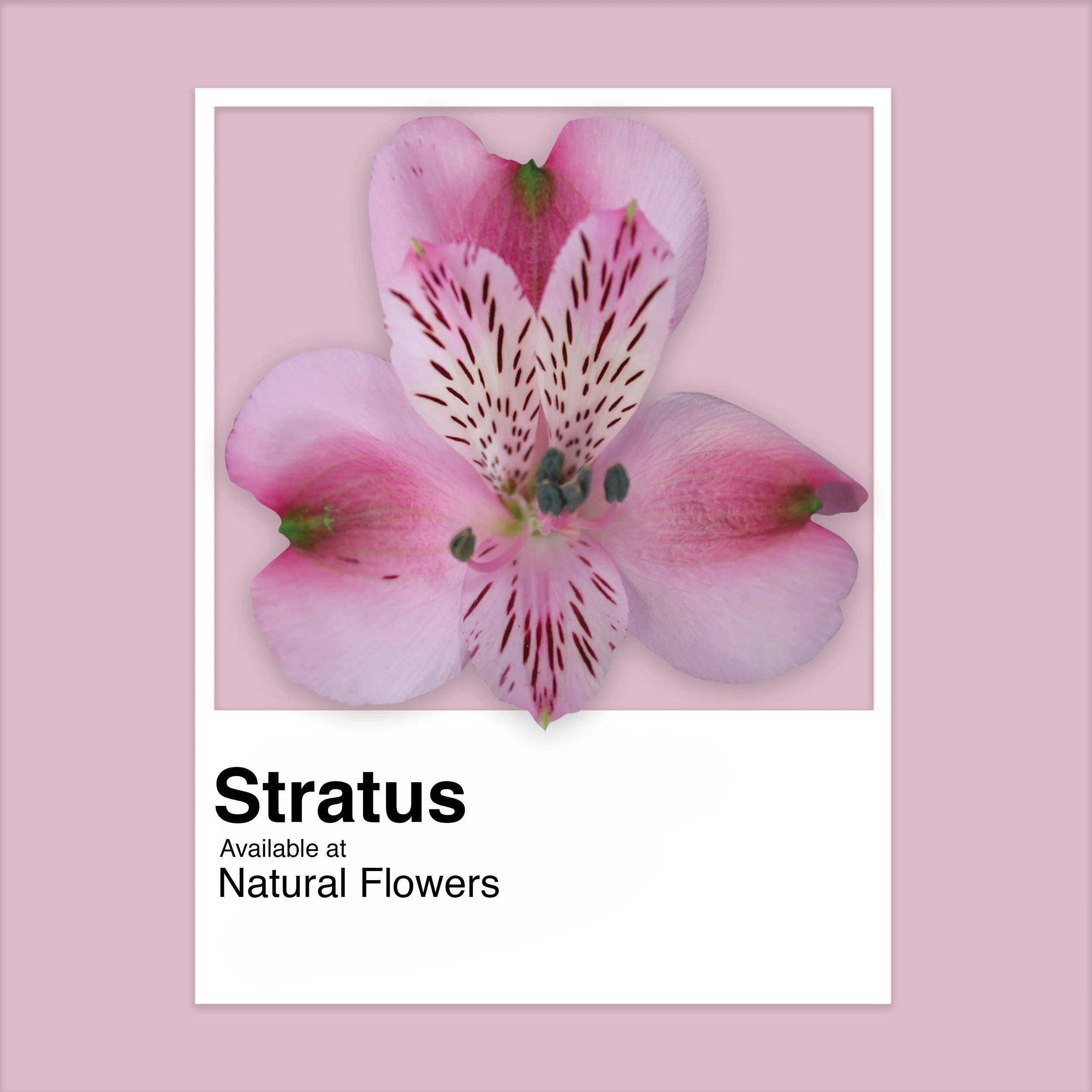 Alstroemeria - Natural Flowers